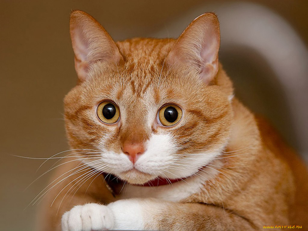 , , , , fuzzylogic, , 
